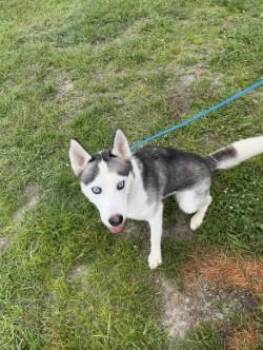 Luna -  Husky Dog for Adoption in Woodbine, Georgia - Luna | PetCurious