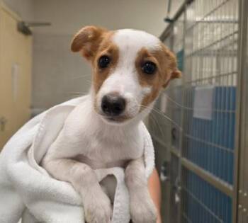 Light -  Terrier and Mixed Breed Dog for Adoption in Honolulu, Hawaii - Light | PetCurious
