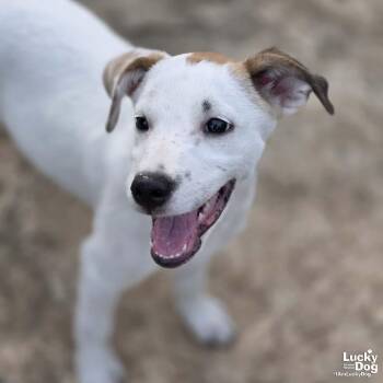 Lexi Dee -  Shepherd and Retriever Dog for Adoption in Washington, District Of Columbia - Lexi Dee | PetCurious