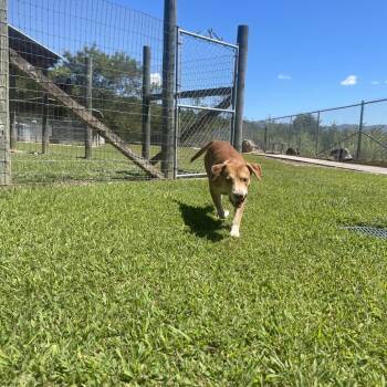 Farquad -  American Staffordshire Terrier Dog for Adoption in Blairsville, Georgia - Farquad | PetCurious