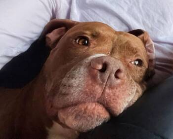Redz -  Terrier and Labrador Retriever Dog for Adoption in Bowie, Maryland - Redz | PetCurious