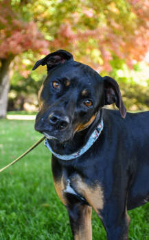 Rescue Pit Bull Terrier and Doberman Pinscher Dogs for Adoption in Yakima, Washington - Leah | PetCurious