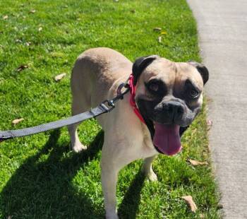 Rescue Pug and Mixed Breed Dogs for Adoption in Severance, Colorado - Muggsy | PetCurious