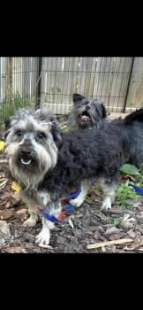 Yorkie Poo Dogs Available for Adoption in St. Louis, Missouri - Bradford  | PetCurious