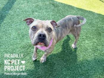 Pit Bull Terrier and Mixed Breed Dogs Available for Adoption in Kansas City, Missouri - Picadilly | PetCurious