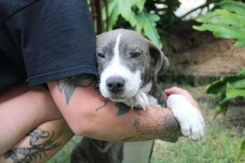Mistimeaner -  American Bulldog and Mixed Breed Dog for Adoption in Brunswick, Georgia - Mistimeaner | PetCurious