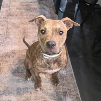 Baby -  Pit Bull Terrier Dog for Adoption in Glocester, Rhode Island - Baby | PetCurious