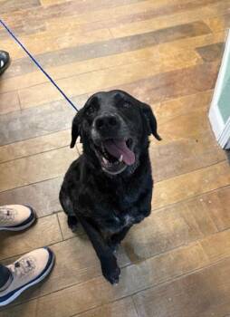 Labrador Retriever Dogs Available for Adoption in Conway, South Carolina - Sadie-Sweet Senior Who Just Wants A Home. | PetCurious