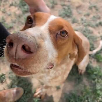Gunner -  Hound Dog for Adoption in Idaho Falls, Idaho - Gunner | PetCurious