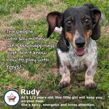 Dachshund Dogs Available for Adoption in Shelbyville, Tennessee - Rudy In GA (Yes, I