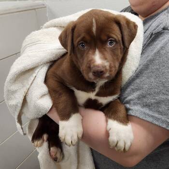 Marcus -  Mixed Breed Dog for Adoption in Walker, Michigan - Marcus | PetCurious