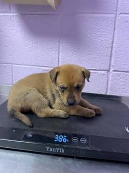 Mixed Breed Dogs Available for Adoption - 60576528 | PetCurious