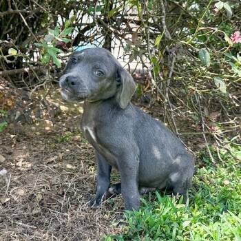 Michael Landon -  Mixed Breed Dog for Adoption in Groveland, Massachusetts - Michael Landon | PetCurious