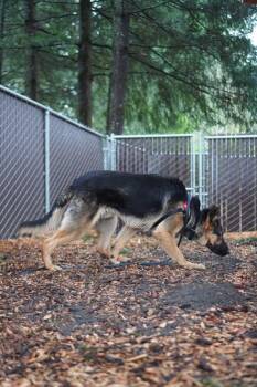 German Shepherd Dog Dogs Available for Adoption in Vancouver, Washington - Wassily | PetCurious