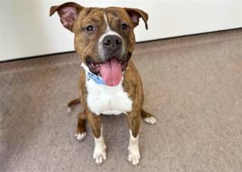 Pit Bull Terrier Dogs Available for Adoption - RUGER | PetCurious