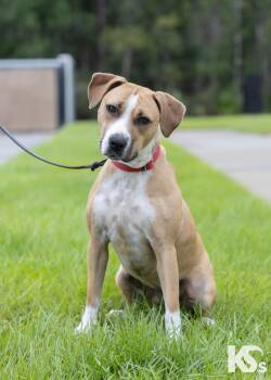 Cholula -  Carolina Dog and American Staffordshire Terrier Dog for Adoption - Cholula | PetCurious