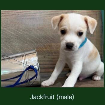 Chihuahua and Mixed Breed Dogs Available for Adoption in Cedar Park, Texas - Jackfruit | PetCurious