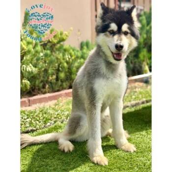 Tala RB -  Husky Dog for Adoption in Inglewood, California - Tala RB | PetCurious