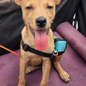 Ozzy -  Labrador Retriever Dog for Adoption in New York, New York - Ozzy | PetCurious