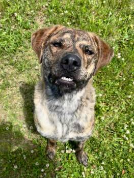 Conrad -  Mixed Breed Dog for Adoption in Ionia, Michigan - Conrad | PetCurious