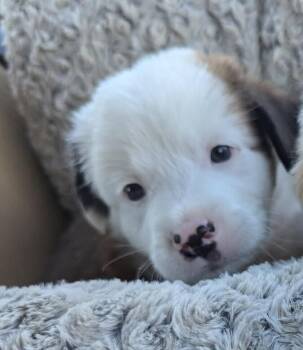 Tug #5248 -  Australian Shepherd Dog for Adoption in Ontario, California - Tug #5248 | PetCurious