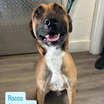 Rocco -  Shepherd Dog for Adoption in Tampa, Florida - Rocco | PetCurious