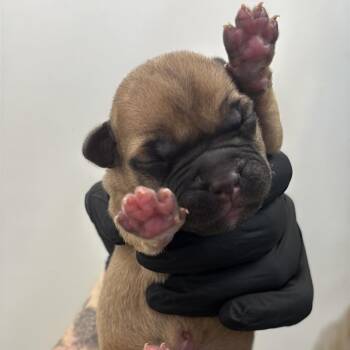 Shepherd and Labrador Retriever Dogs Available for Adoption in Austin, Texas - Taurus | PetCurious
