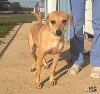 Jemma -  Labrador Retriever and Hound Dog for Adoption in Washington, District Of Columbia - Jemma | PetCurious