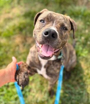 Luka -  Pit Bull Terrier and Boxer Dog for Adoption in Kansas City, Missouri - Luka | PetCurious