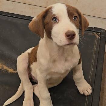 Australian Shepherd and Mixed Breed Dogs Available for Adoption - Lipton | PetCurious