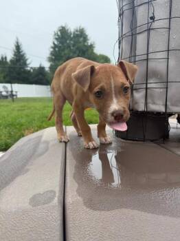 Hendrix - Fostered South of Omaha -  Boxer Dog for Adoption in Overland Park, Kansas - Hendrix - Fostered South Of Omaha | PetCurious