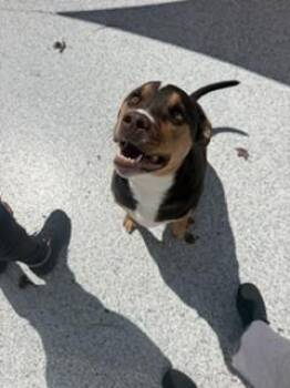 Leroy -  American Staffordshire Terrier Dog for Adoption in Youngsville, North Carolina - Leroy | PetCurious