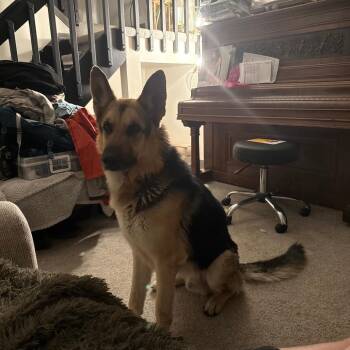 Floyd -  German Shepherd Dog Dog Available for Adoption in Colorado Springs, Colorado - Floyd | PetCurious