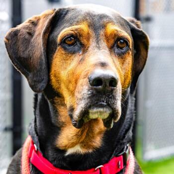 Hound Dogs Available for Adoption in Naperville, Illinois - Max | PetCurious