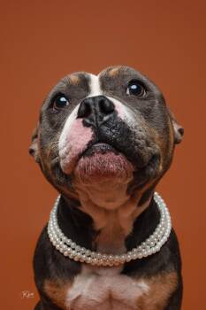Dolly the pocket pittie -  American Bully Dog for Adoption in Houston, Texas - Dolly The Pocket Pittie | PetCurious