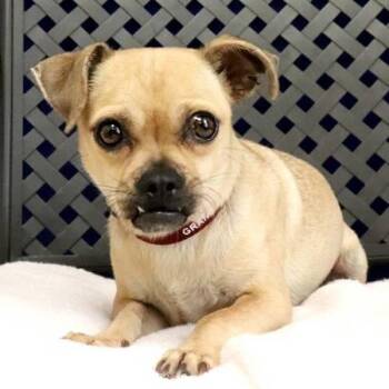 Jalapena -  Chihuahua and Pug Dog for Adoption in Midland, Texas - Jalapena | PetCurious