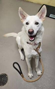 Rescue Mixed Breed Dogs for Adoption in Ridgefield, Connecticut - Fluffenutter | PetCurious