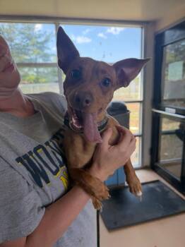 Chihuahua Dogs Available for Adoption in Marion, Ohio - Cora | PetCurious