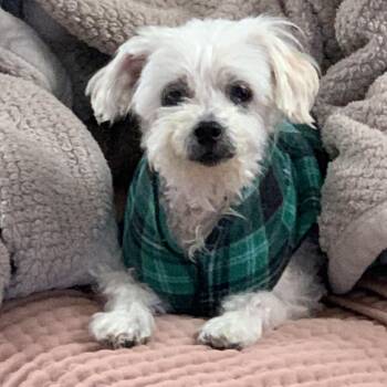 Maltese Dogs Available for Adoption in Danville, Vermont - Chloe | PetCurious