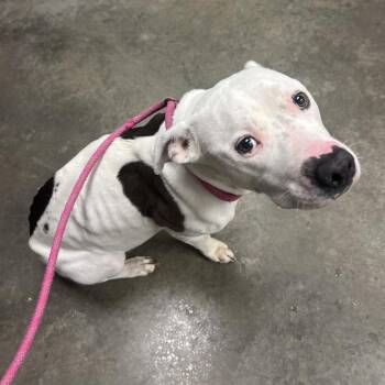 Mixed Breed Dogs Available for Adoption in Emporia, Kansas - Traviesa | PetCurious
