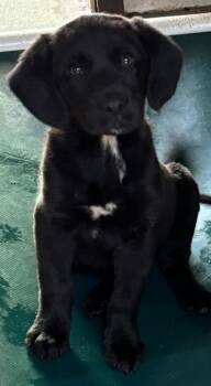 Labrador Retriever Dogs Available for Adoption in Swainsboro, Georgia - Drax | PetCurious