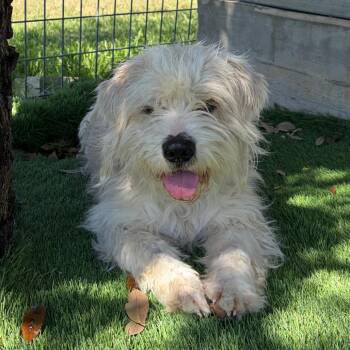 Winston -  Schnauzer and Cocker Spaniel Dog for Adoption in Austin, Texas - Winston | PetCurious