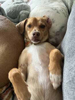 Mixed Breed Dogs Available for Adoption in Portland, Maine - Choco | PetCurious