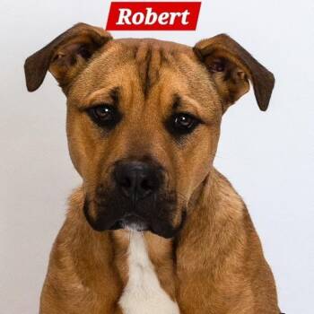 Robert -  Shepherd and Pit Bull Terrier Dog for Adoption in South Elgin, Illinois - Robert | PetCurious