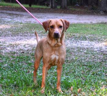Labrador Retriever Dogs Available for Adoption in Willingboro, New Jersey - Tilly | PetCurious