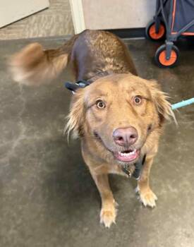 Rescue Retriever Dogs for Adoption in Rockwall, Texas - Moose | PetCurious
