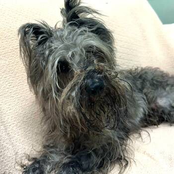 Zephyr -  Mixed Breed Dog for Adoption in Skokie, Illinois - Zephyr | PetCurious