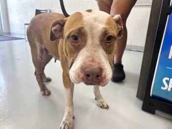 ROSIE -  Pit Bull Terrier Dog for Adoption in Ocala, Florida - ROSIE | PetCurious