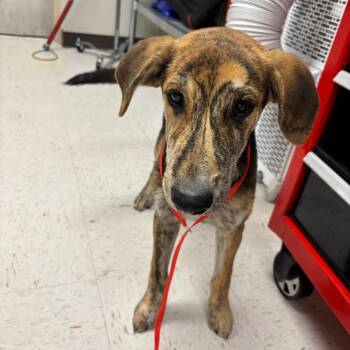 TXAC-Stray-19941 -  Plott Hound Dog for Adoption in Portland, Texas - TXAC-Stray-19941 | PetCurious