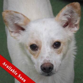 Corgi and Shetland Sheepdog Sheltie Dogs Available for Adoption in Huntley, Illinois - Heaven | PetCurious